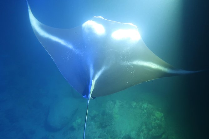 Big Island: Kona Manta Ray Snorkel Tour in Keauhou Harbor - The Biggest Concern: Delays and Schedule Changes