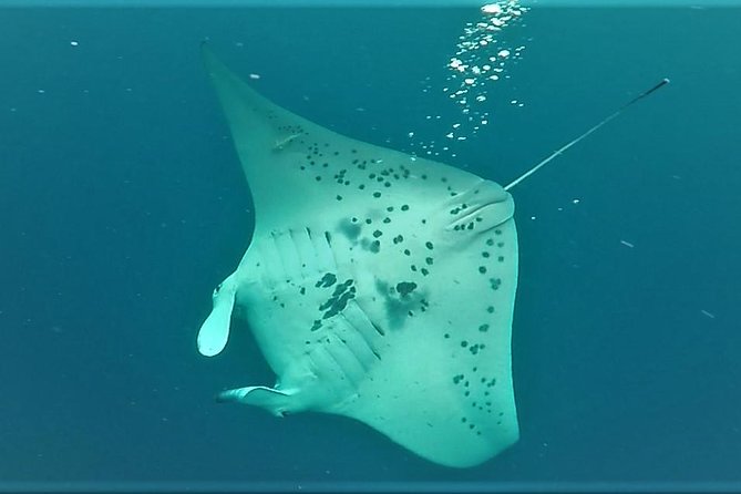 Big Island: Kona Manta Ray Snorkel Tour in Keauhou Harbor - What to Bring and How to Prepare