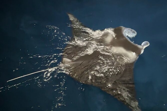Big Island: Manta Ray Night Snorkeling Adventure in Kailua-Kona - Why the Kona manta swim is so special