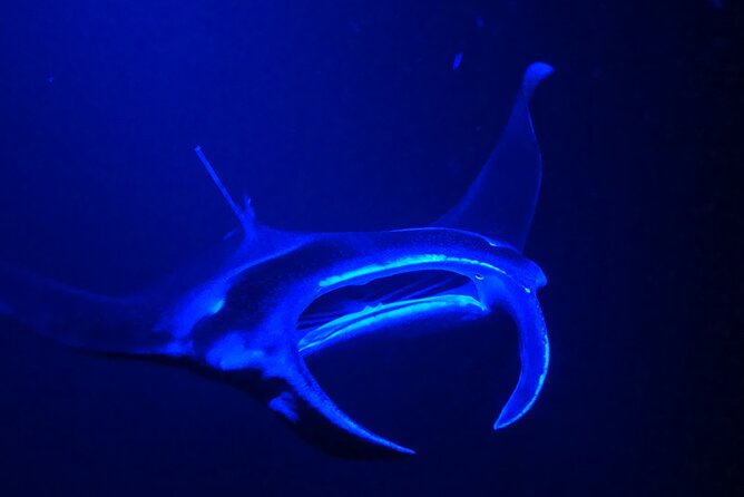 Big Island: Manta Ray Night Snorkeling Adventure in Kailua-Kona - Watching manta rays beneath the lighted raft