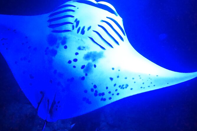 Big Island: Manta Ray Night Snorkeling Adventure in Kailua-Kona - What the crew adds to the outing