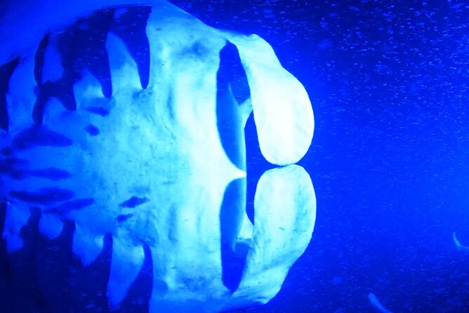 Big Island: Manta Ray Night Snorkeling Adventure in Kailua-Kona - Comfort, safety, and the honest drawbacks