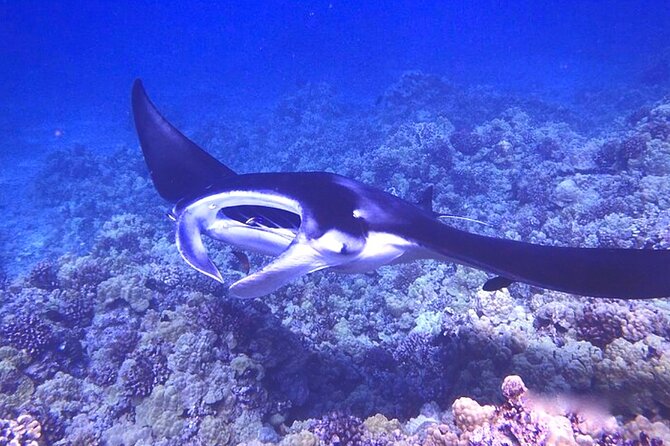 Big Island: Manta Ray Night Snorkeling Adventure in Kailua-Kona - Is $75 a good value?