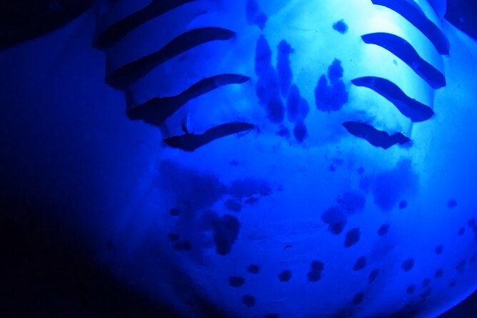 Big Island: Manta Ray Night Snorkeling Adventure in Kailua-Kona - Who should book this Kona activity