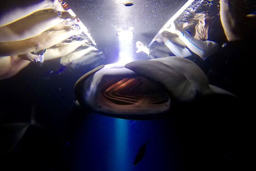 Big Island: Night Swim with Manta Ray with Hot Chocolate - Key points to know before you book