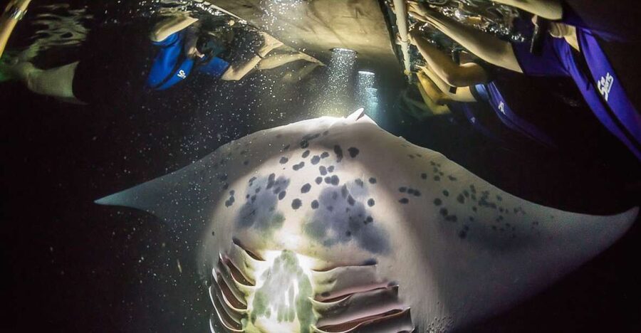 Big Island: Night Swim with Manta Ray with Hot Chocolate - What makes the Kona manta swim special