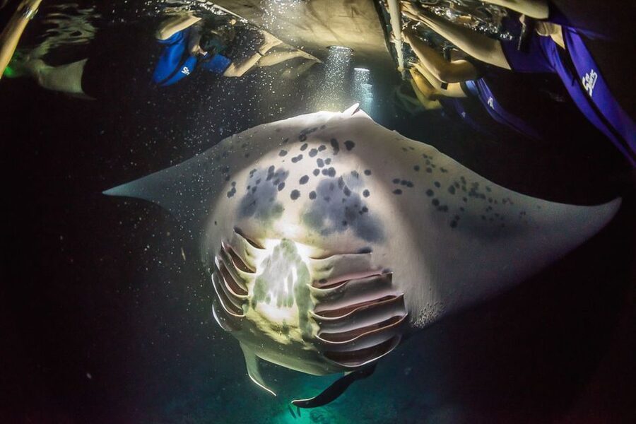 Big Island: Night Swim with Manta Ray with Hot Chocolate - Meeting at Keauhou Bay and preparing on shore