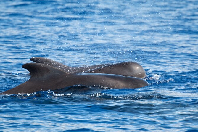 Big Island: Pelagic Whale Watch Tour - The pelagic search is the tour’s main advantage