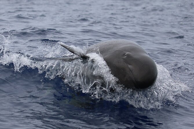 Big Island: Pelagic Whale Watch Tour - How the sightings really work