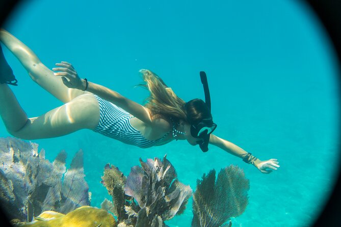Biologist Owned & Operated: Dolphin Watching & Guided Snorkeling - Setting out from Key West Historic Seaport