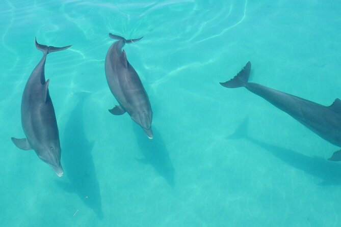 Biologist Owned & Operated: Dolphin Watching & Guided Snorkeling - Snacks, water, and an alcohol-free atmosphere