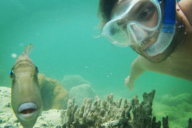 Biologist Owned & Operated: Dolphin Watching & Guided Snorkeling - What $143.05 buys you