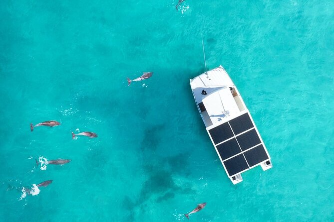 Biologist Owned & Operated: Dolphin Watching & Guided Snorkeling - Watching bottlenose dolphins without chasing them