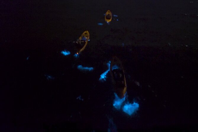 Bioluminescence Kayak Tour - What the guides add to the experience