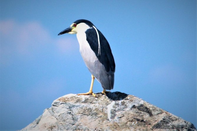 Birding By Boat on the Osprey - What the naturalist adds to the boat ride