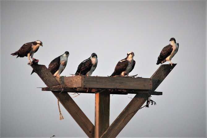 Birding By Boat on the Osprey - How the two-hour timing affects value