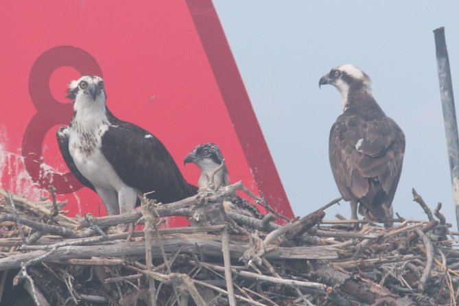 Birding By Boat on the Osprey - Cruising the Cape May salt marsh