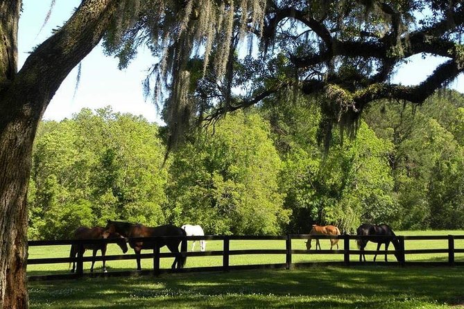 Boone Hall Plantation All-Access Admission Ticket - Gardens, Wildlife, Stables, and the Gin House