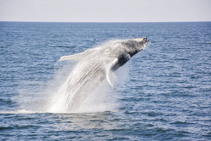 Boston: City Cruises Whale Watching Cruise - Who should book this cruise