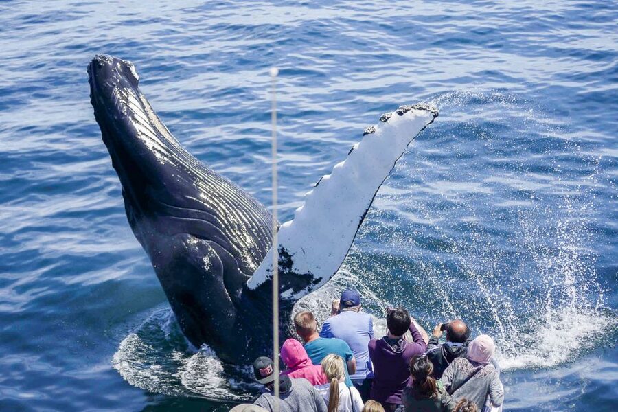 Boston: City Cruises Whale Watching Cruise - Why Stellwagen Bank is the right destination