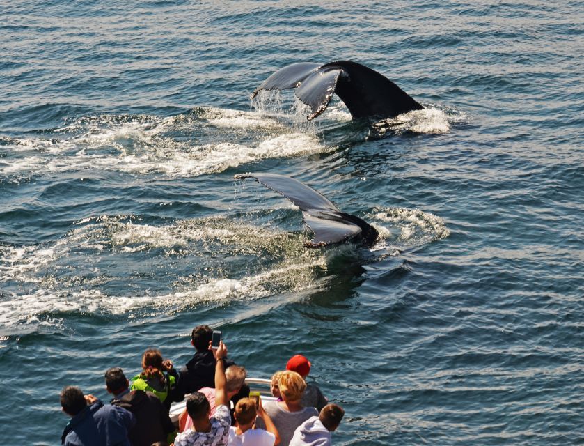 Boston: City Cruises Whale Watching Cruise - Watching whales from the boat