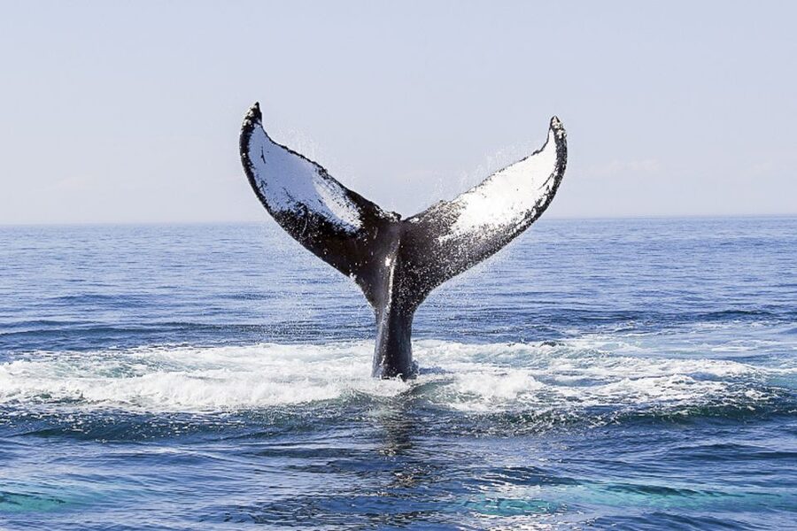Boston: City Cruises Whale Watching Cruise - Naturalists who make the waiting worthwhile