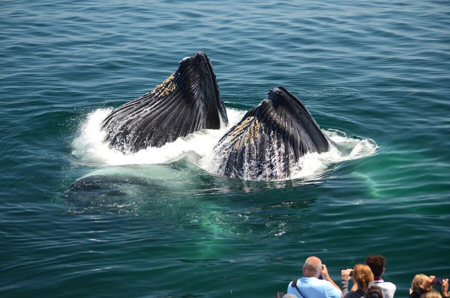 Boston: City Cruises Whale Watching Cruise - The boat, food, and onboard comfort