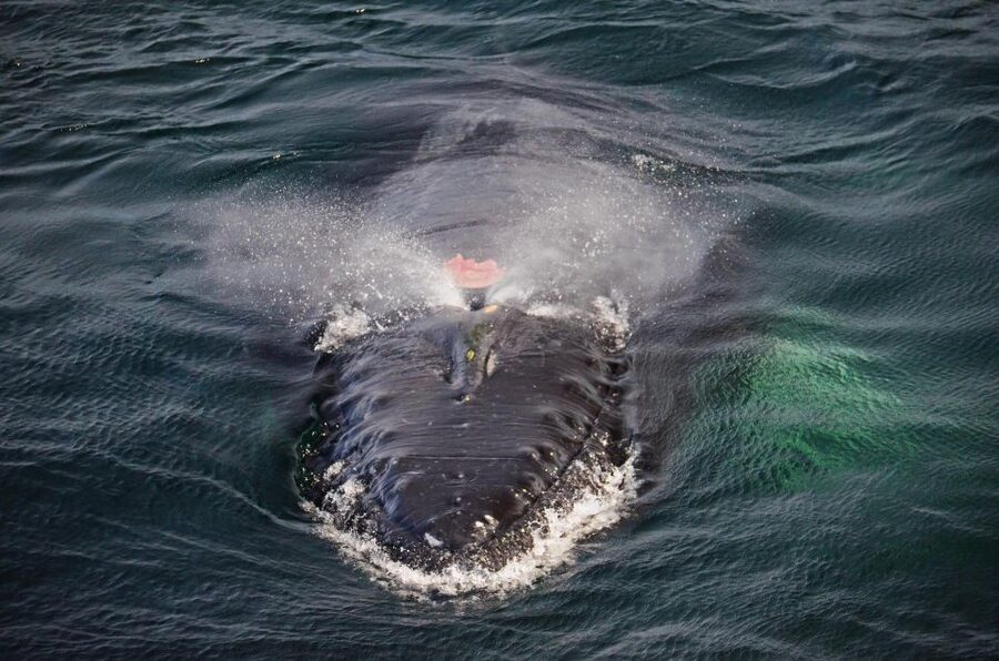 Boston: City Cruises Whale Watching Cruise - What the $85 price really buys