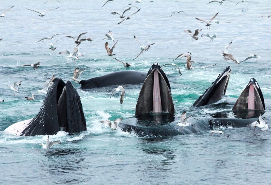 Boston: City Cruises Whale Watching Cruise - Best timing, clothing, and camera advice