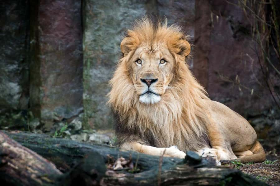 Boston: Franklin Park Zoo Entry Ticket - Key points to know before you go