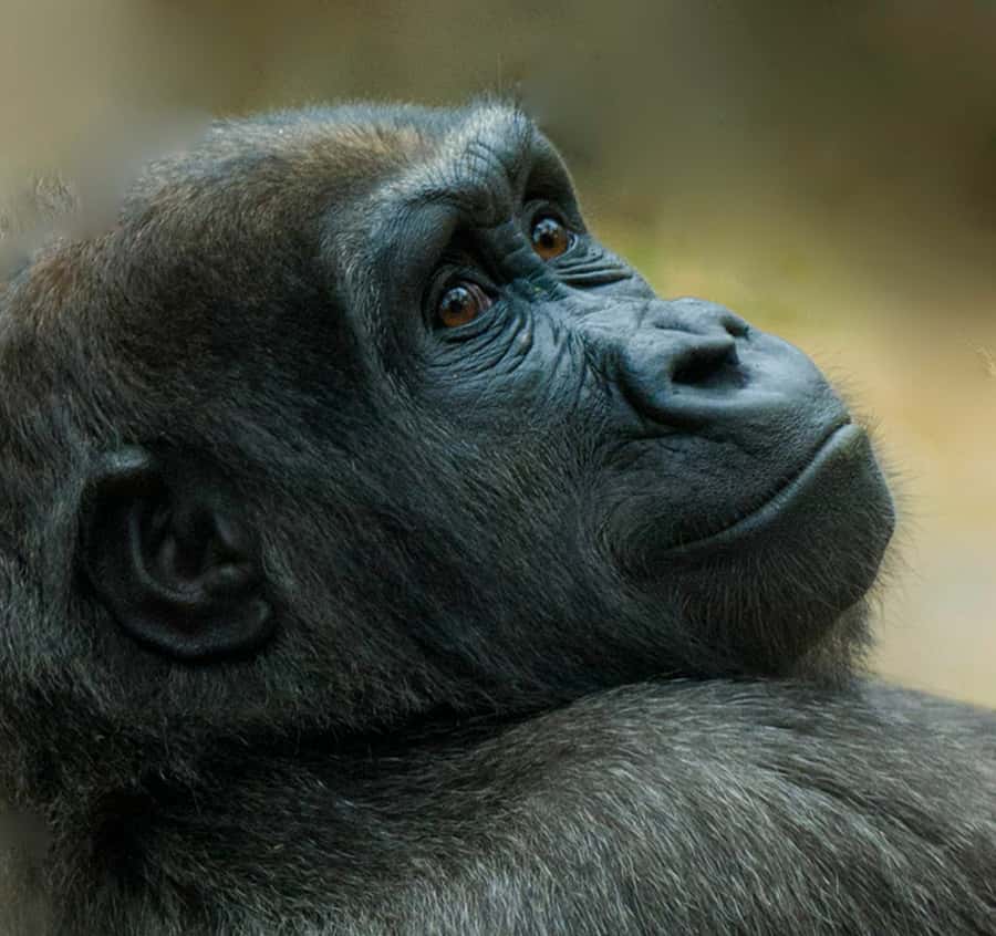 Boston: Franklin Park Zoo Entry Ticket - Gorilla Grove and close-up animal viewing
