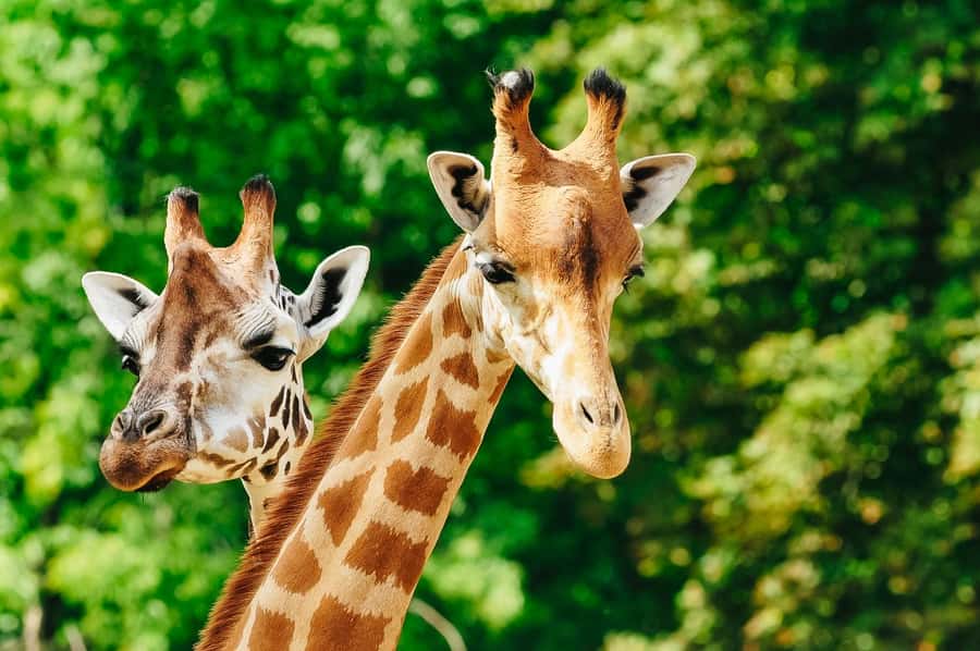 Boston: Franklin Park Zoo Entry Ticket - Food, breaks, and family comfort