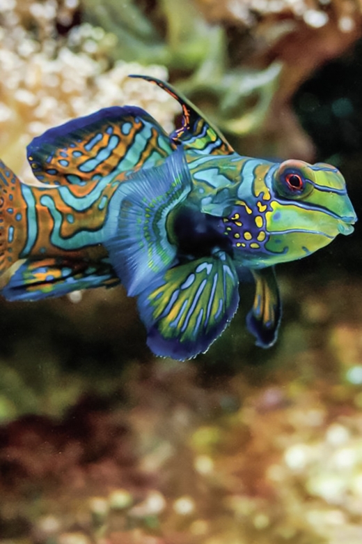 Boston: New England Aquarium Entry + Optional Simons Theatre - Key things to know before you go
