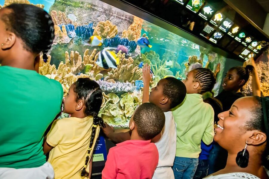 Boston: New England Aquarium Entry + Optional Simons Theatre - Indo-Pacific reefs and the Amazon Rainforest