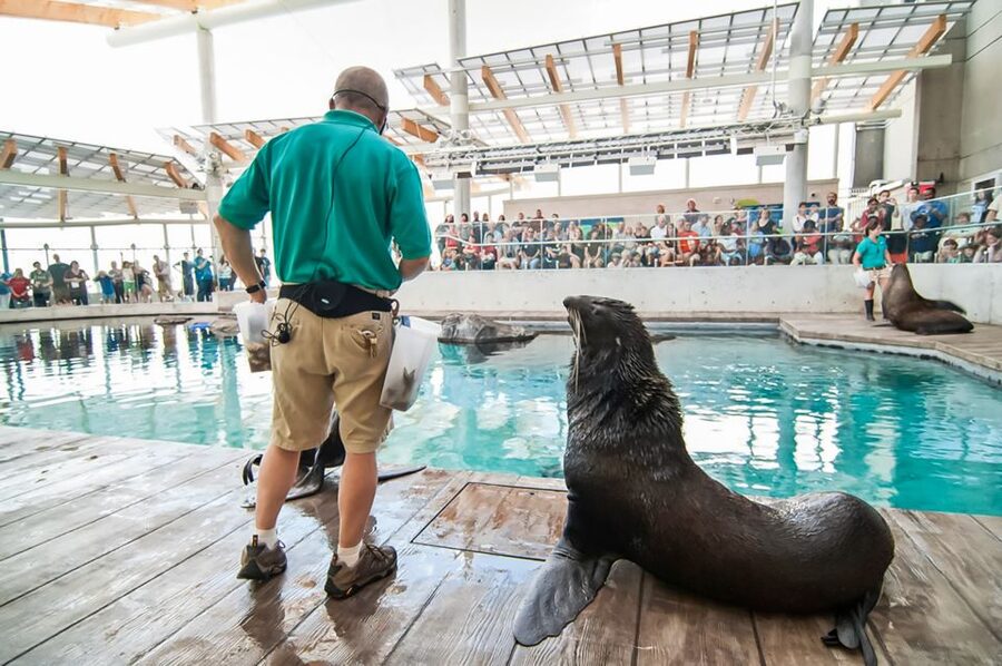 Boston: New England Aquarium Entry + Optional Simons Theatre - Choosing the Simons Theatre film