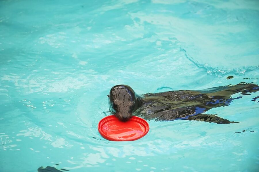 Boston: New England Aquarium Entry + Optional Simons Theatre - How long to stay and how to plan the visit