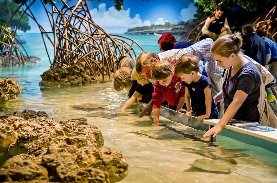 Boston: New England Aquarium Entry + Optional Simons Theatre - What the $39 price gets you