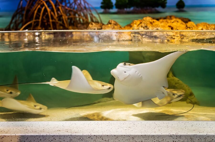 Boston: New England Aquarium Entry + Optional Simons Theatre - Who will enjoy this aquarium most
