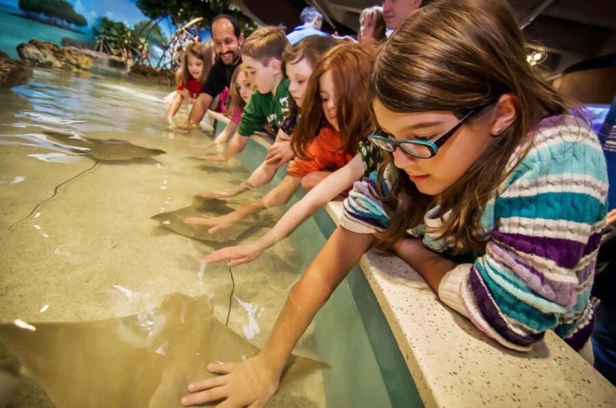 Boston: New England Aquarium Entry + Optional Simons Theatre - Small reef animals at the Yawkey Coral Reef Center