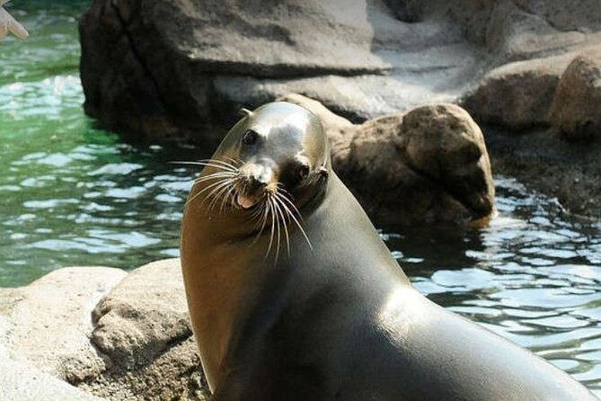 Bronx Zoo Admission Ticket - Take the monorail when your feet need help