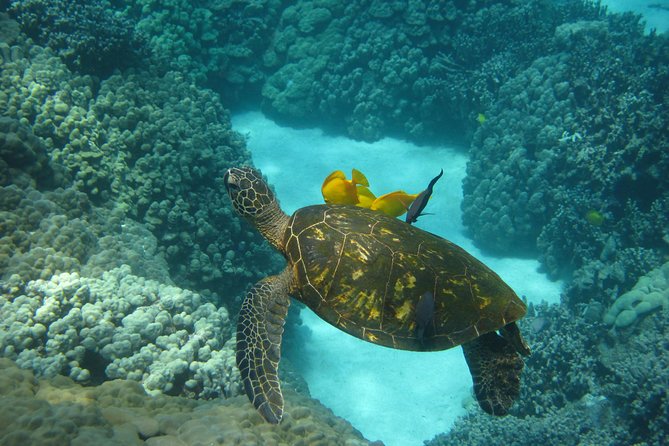 Captain Cook Snorkel Tour with Sea Caves and Lava Tubes - Weather, Wildlife, and Cancellations