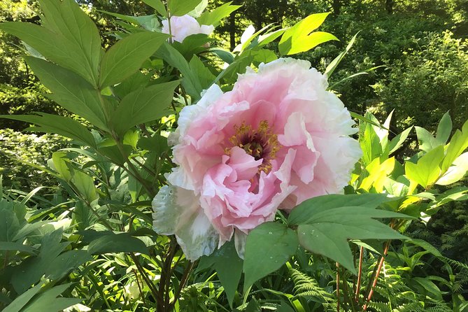 Central Park Guided Walking Tour - The Ramble and Central Park’s quieter side