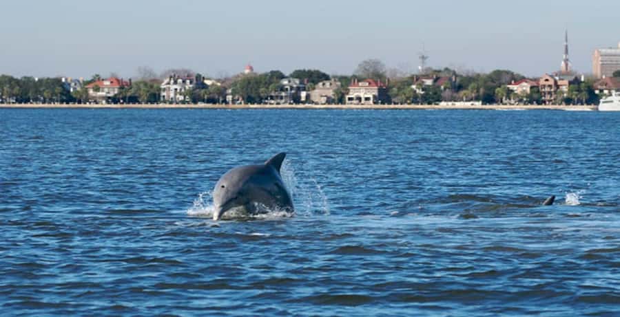 Charleston: Daytime or Sunset Historic Harbor Cruise - Charleston Harbor and The Battery