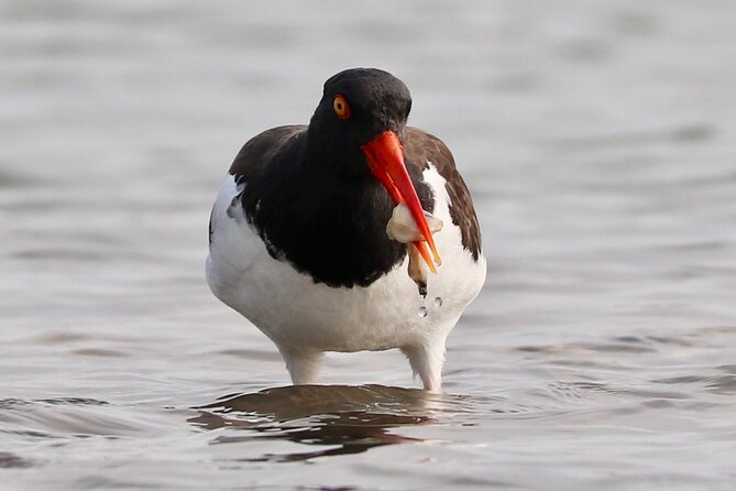 Charleston Eco Boat Cruise with stop at Morris Island Lighthouse - What Wildlife You Might See