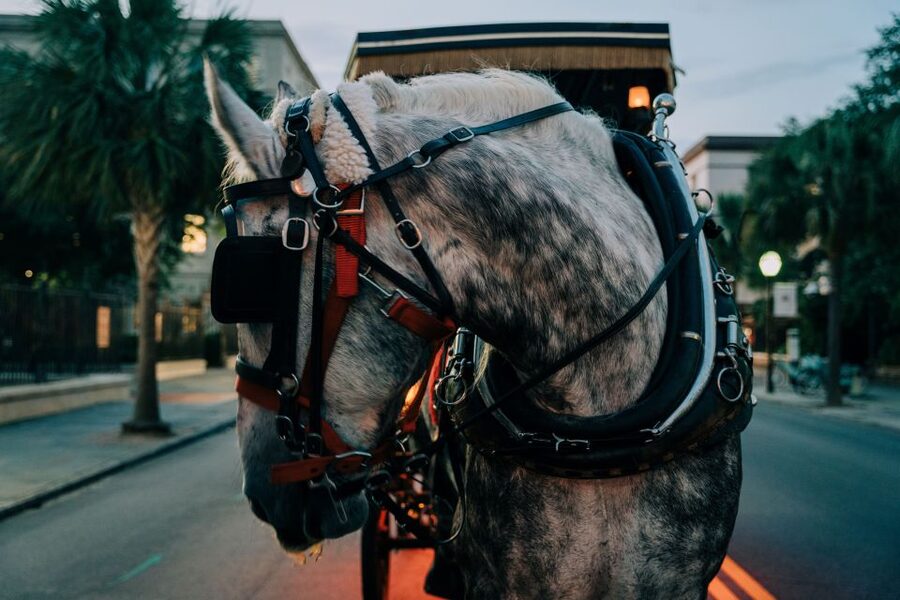 Charleston: Haunted Carriage Evening Tour - Why the guide matters more than the ghost stories