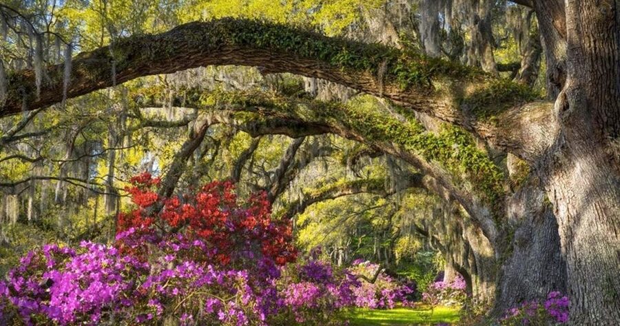 Charleston: Magnolia Plantation Entry & Tour with Transport - Riding the tram through Audubon Swamp Gardens