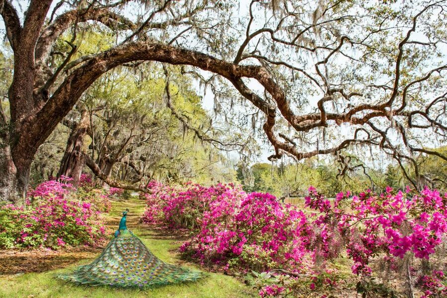 Charleston: Magnolia Plantation Entry & Tour with Transport - What you can realistically fit into four hours