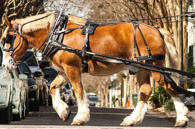 Charleston's Historic Residential Horse and Carriage Tour - Starting at 20 Anson Street with the horses