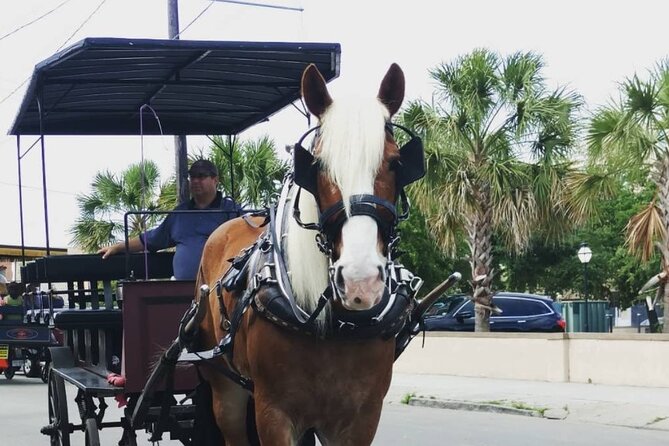 Charleston's Historic Residential Horse and Carriage Tour - What you see from the carriage seat
