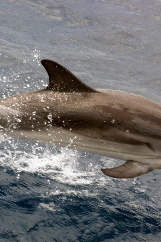 Charleston: Sightseeing Harbor Tour & Dolphin Watch - Key points at a glance